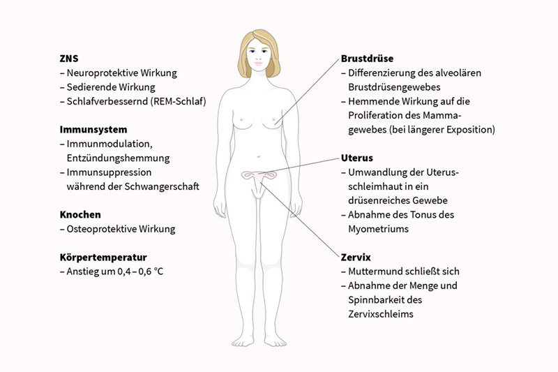 Progesteron.de | Infografik: Funktion des Progesteron